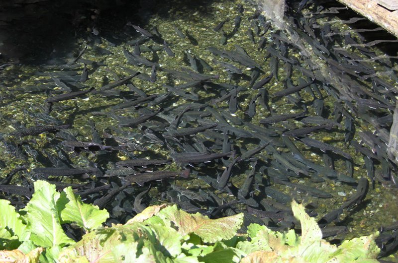 schwarze fische im wasser 