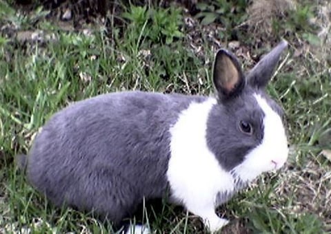 Holländerkaninchen