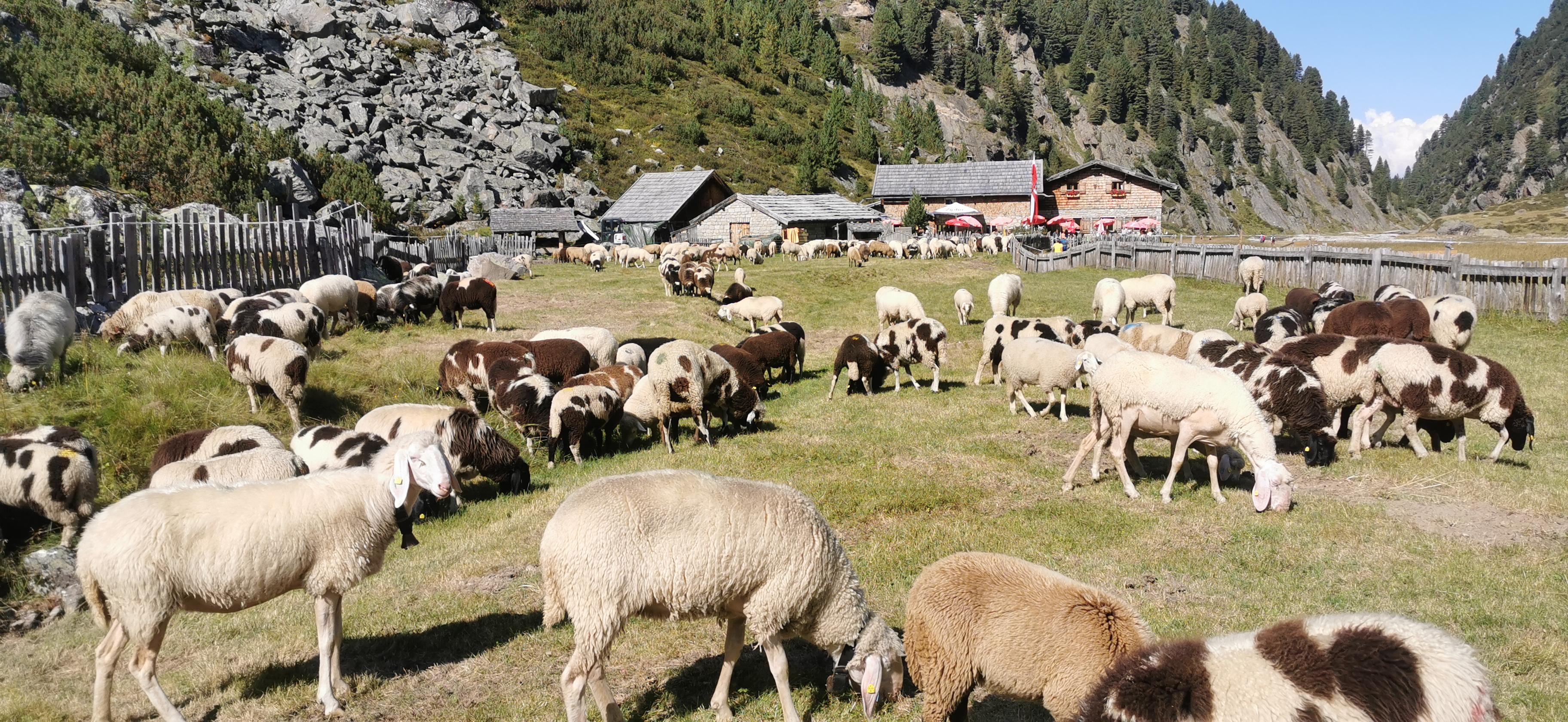 Sulzenaualm