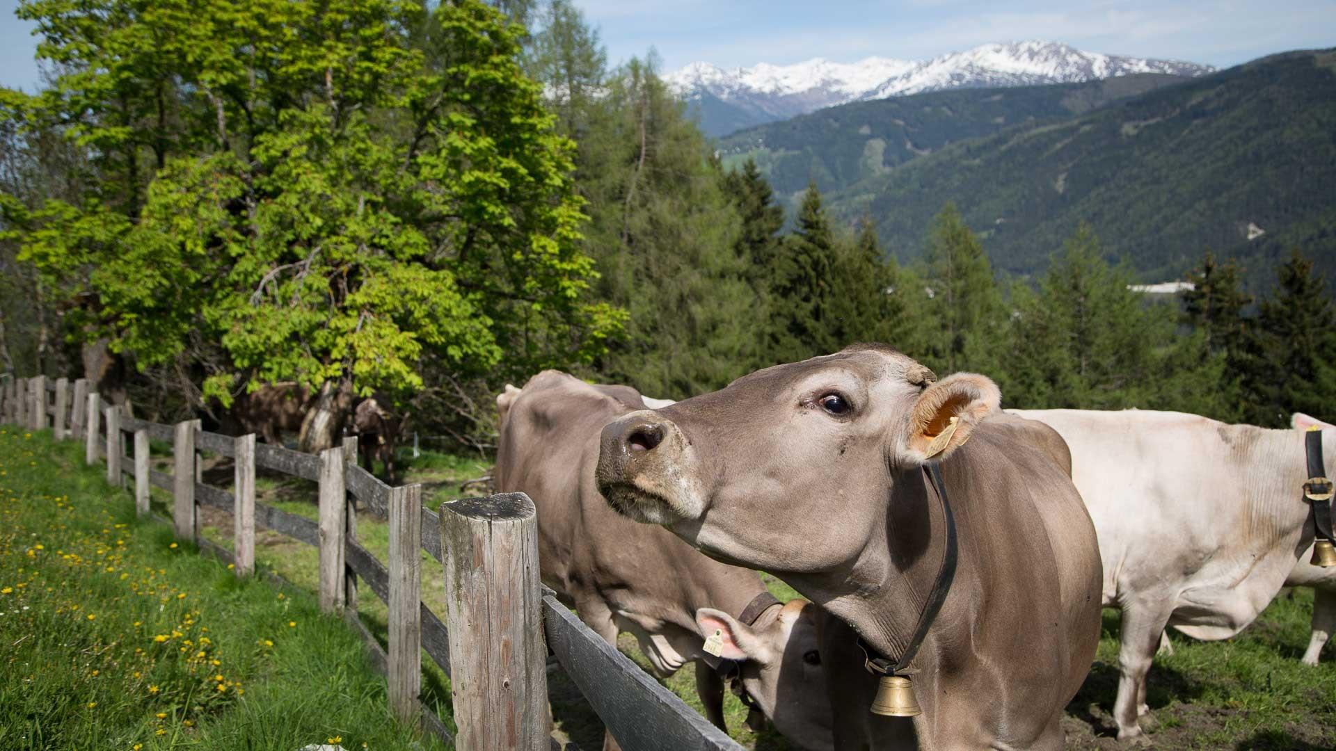 Froneben Alm Kühe